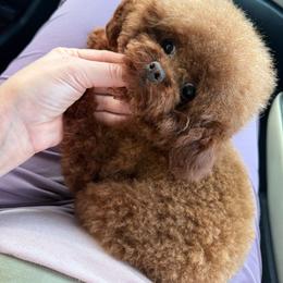 Moana - Red  female Poodle puppy in San Diego, Temecula, Ontario, California from Yorkie & Maltese Royalty