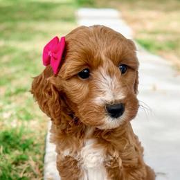 Cassie - Red  female Goldendoodle puppy in Ormond Beach, Florida from Florida Coast Doodles