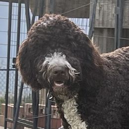 Murphy - Bernedoodle