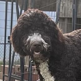 Murphy - Bernedoodle
