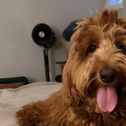 Assorted Doodle Crosses, Bernedoodles, Goldendoodles, Labradoodles, and Poodles from Erica’s Doodles