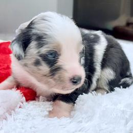 Pink collar with tail - Blue merle female Miniature Australian Shepherd puppy in 32046, Florida from River Hill Ranch