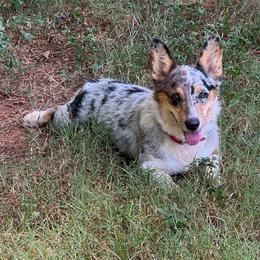 Sofia - American Corgi