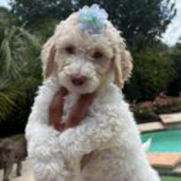 Latte - Parti female Labradoodle puppy in Houston, Texas from Lovely Labradoodles