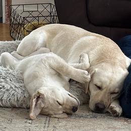 Labrador Retriever Puppies from Findaway Labradors