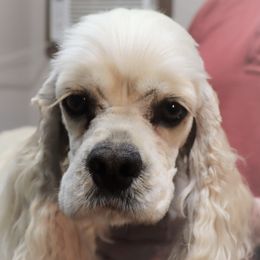 SUGAR - Cocker Spaniel
