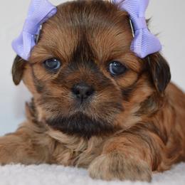 Pixie - Brindle female Shih Tzu puppy in San Tan Valley, Arizona from My Puppy Tzu