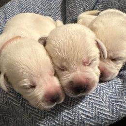 Labrador Retriever and Poodle Puppies from Tamarack Therapy Dogs