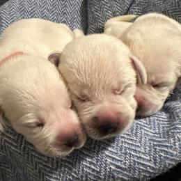 Labrador Retriever and Poodle Puppies from Tamarack Therapy Dogs