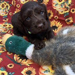 Mitzy - Chocolate female Boykin Spaniel puppy in Van Buren, Arkansas from Arklahoma Boykins
