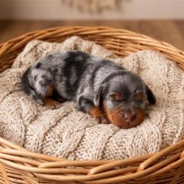 Chai - Merle female Cavapoo puppy in Salt Lake City, Utah from SunnySide Mini Doodles