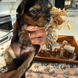 Yorkie - Blue and gold male Yorkshire Terrier puppy in Midland, Georgia from Shanequa's Yorkshire Terriers
