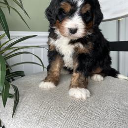 Dallas - Tri-color male Bernedoodle puppy in Holtwood, Pennsylvania from Country Ridge Puppies