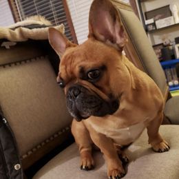 French Bulldogs and Pugs from Russell's Pugs and Frenchies