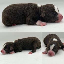 Red tri female 2 - Red tri female Toy Australian Shepherd puppy in Brooker, Florida from Honey, I Shrunk the Aussies