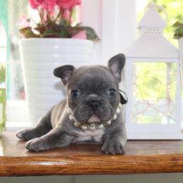 French Bulldog Puppies from 5th Avenue French Bulldogs