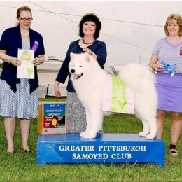 Samoyed All Grown Up from Cirque D' Samz