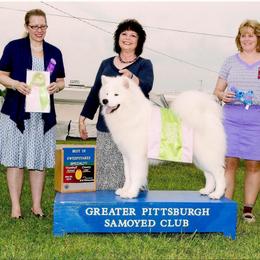 Samoyed All Grown Up from Cirque D' Samz