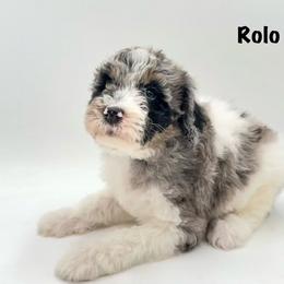 Rolo - Merle female Goldendoodle puppy in Milford, Pennsylvania from Doodles Are Golden