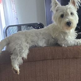 Tiaria - West Highland White Terrier