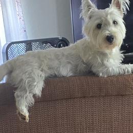 Tiaria - West Highland White Terrier