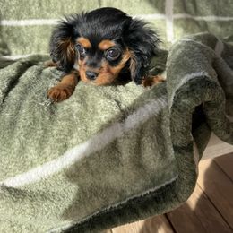 Boy 1 - Black and tan male Cavalier King Charles Spaniel puppy in Blanding, Utah from Red Desert Cavalier’s