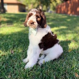 Doyle - Chocolate male Goldendoodle puppy in Dallas County, Texas from Dream A Little Doodle