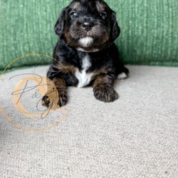 Mrs. White (white collar female) - Phantom female Goldendoodle puppy in Murrieta, California from Apricot Poodles & Goldendoodles, LLC