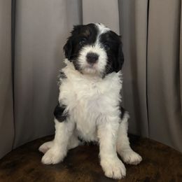 Lucy - Black tri-color female Assorted Doodle Crosses puppy in Mesa, Arizona from Arizona Doodle Trails