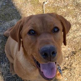 Labrador Retriever All Grown Up from Autumn Oaks Labrador Retrievers