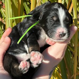 Princess Tiana - Bernedoodle puppy from Backwoods Bernedoodles