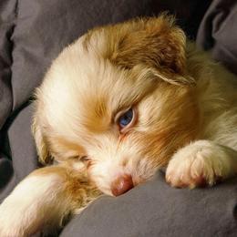 Miracle - Red merle female Miniature American Shepherd puppy in Allentown, Pennsylvania from Great Companions MAS -Pennsylvania
