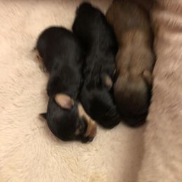 Yorkipoo Puppies from Tuts Pups Cafe