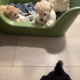 White Male Pup - White male Poodle puppy in Jersey City, New Jersey from JuVar Standard Poodles