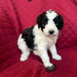 Gray - Parti male Goldendoodle puppy in Millville, New Jersey from Michelle's Doodles
