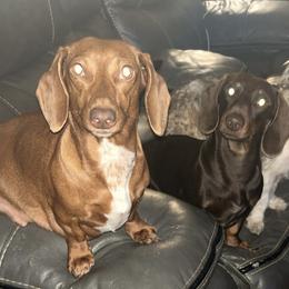 Daisey - Dachshund