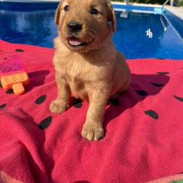 Dachshund and Golden Retriever Puppies from HS Goldens