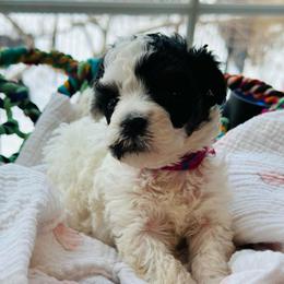 Sugar - Tri-color female Bernedoodle puppy in Sherman, Illinois from Shirl Doodle Life