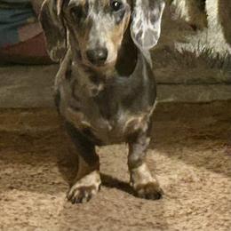Emma - Dachshund