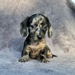 Jasmine 3250 - Dapple female Dachshund puppy in Gatesville, Texas from Emily’s Doxie Domain
