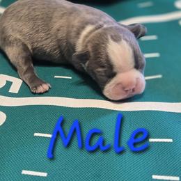 Boston Terrier Puppies from Grandma's Boston Terriers
