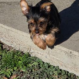 Cash - Black and tan male Yorkshire Terrier puppy in Grafton, West Virginia from Gemstone Kennel