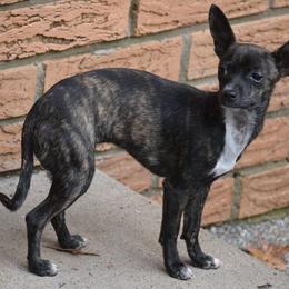 Betsey Boop - Chocolate brindled fawn female Chihuahua puppy in Seneca, Missouri from Stephanie’s Puppy Colony