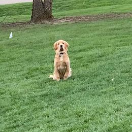 Golden Retriever Puppies from Broomfield Golden's