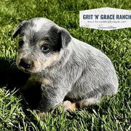 Clover - Blue mottled male Australian Cattle Dog puppy in Atwood, Kansas from Grit ‘n’ Grace Ranch