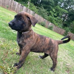 Iroh - Brindle male xDutch Shepherd puppy in Chelsea, Alabama from Alliance K9