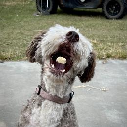 Bordoodle All Grown Up from The Painted Egg at Copper Barrel Farm