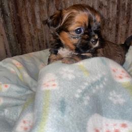 Copper - Red male Shih Tzu puppy in Pleasant Shade, Tennessee from Kuntry Tyme Shih Tzu