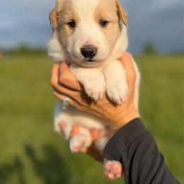 Ailith - Sable and white female Old Time Scotch Collie puppy in Hogansville, Georgia from Goshen Highlands