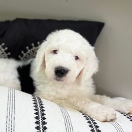 Sheepadoodle Puppies from Narrow Path Puppies